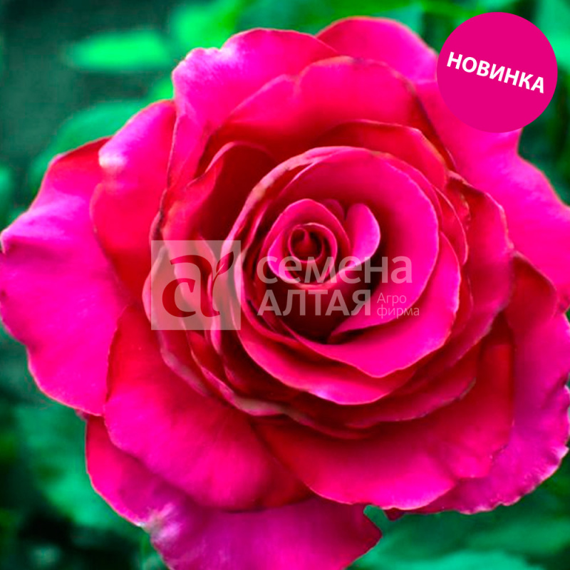 Гасфорта/Сем Алт/1шт. в коробке