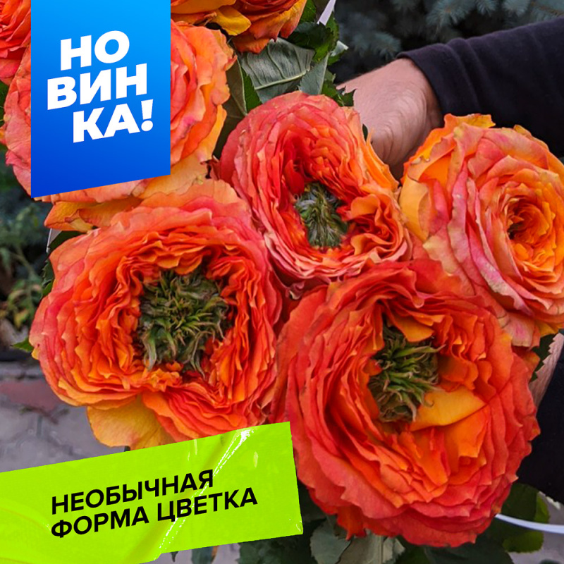 Зелёный остров Самоа/Сем Алт/1шт. в коробке