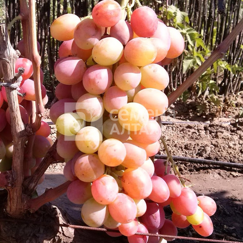 Кишмиш Лучистый/Сем Алт/1шт. в коробке