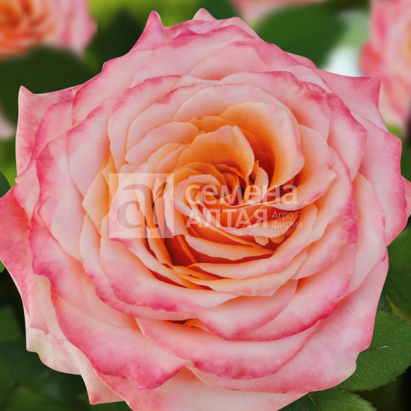 Венеция/Сем Алт/1шт. в коробке