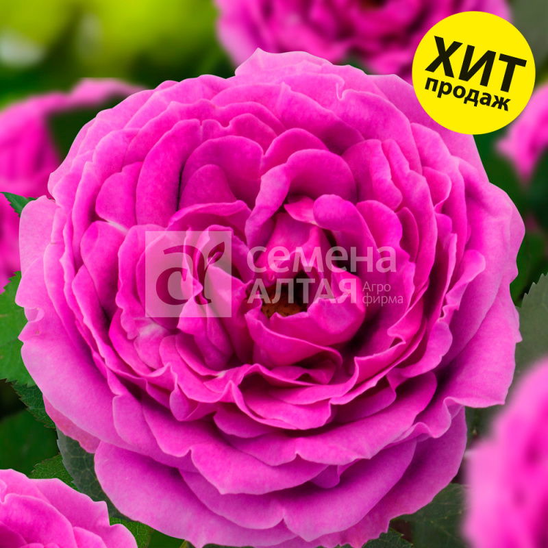 Найт Сити/Сем Алт/1шт. в коробке