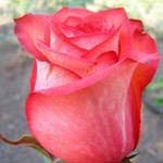 Ибби/Сем Алт/1шт. в коробке