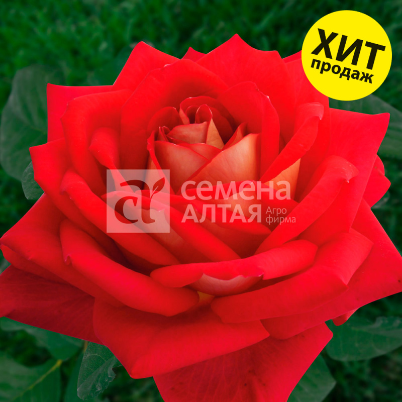 Шанти/Сем Алт/1шт. в коробке