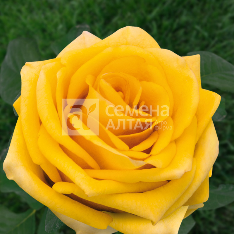 Дежавю/Сем Алт/1шт. в коробке