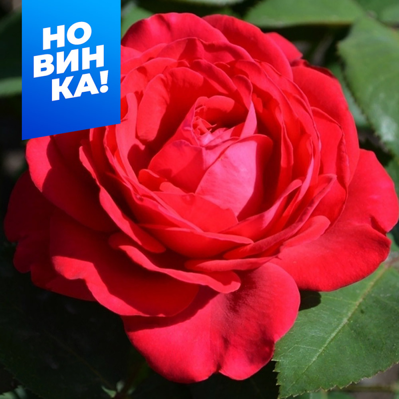 Доминика/Сем Алт/1шт. в коробке