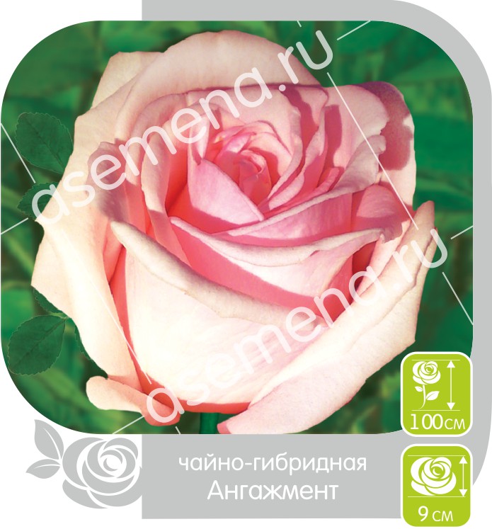 Ангажемент/Сем Алт/1шт. в коробке