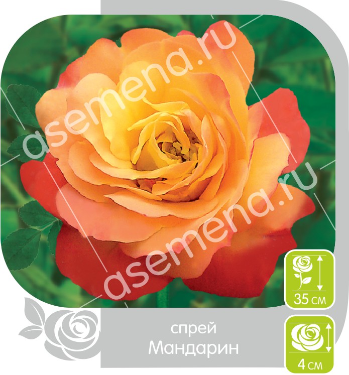 Мандарин/Сем Алт/1шт. в коробке