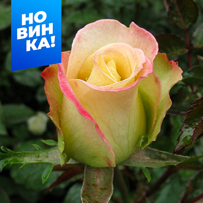 Виолон де Ингресс 2-ой сорт/Сем Алт/1шт. в коробке