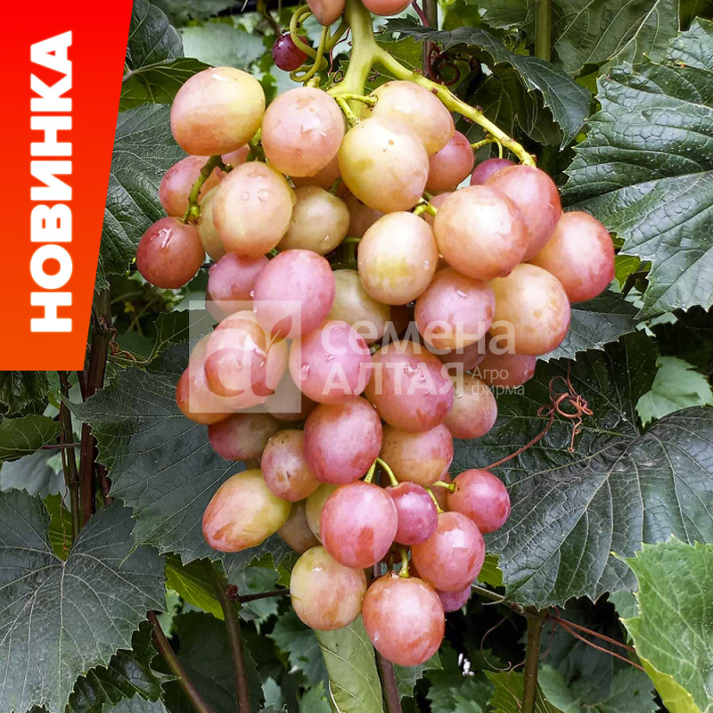 Ливия/Сем Алт/1шт. в коробке