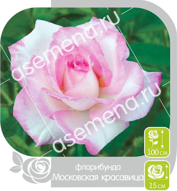 Московская красавица/Сем Алт/1шт. в коробке