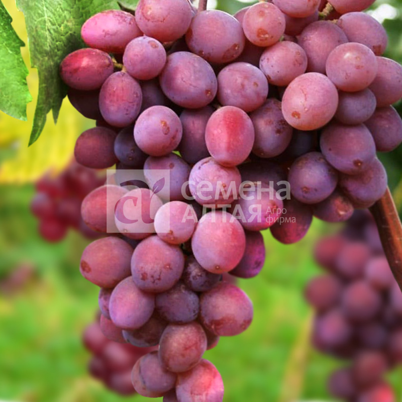 Русский Ранний/Сем Алт/1шт. в коробке