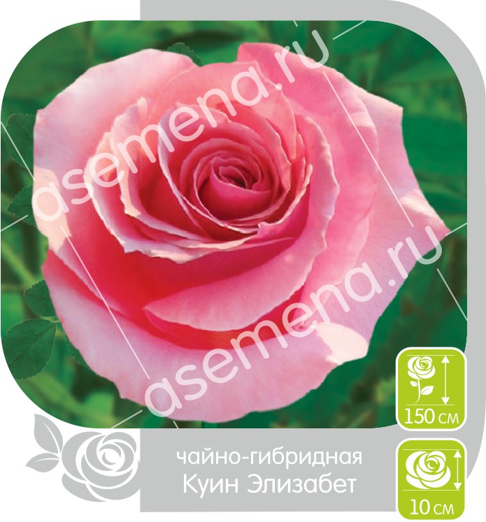 Куин Элизабет/Сем Алт/1 шт. в коробке