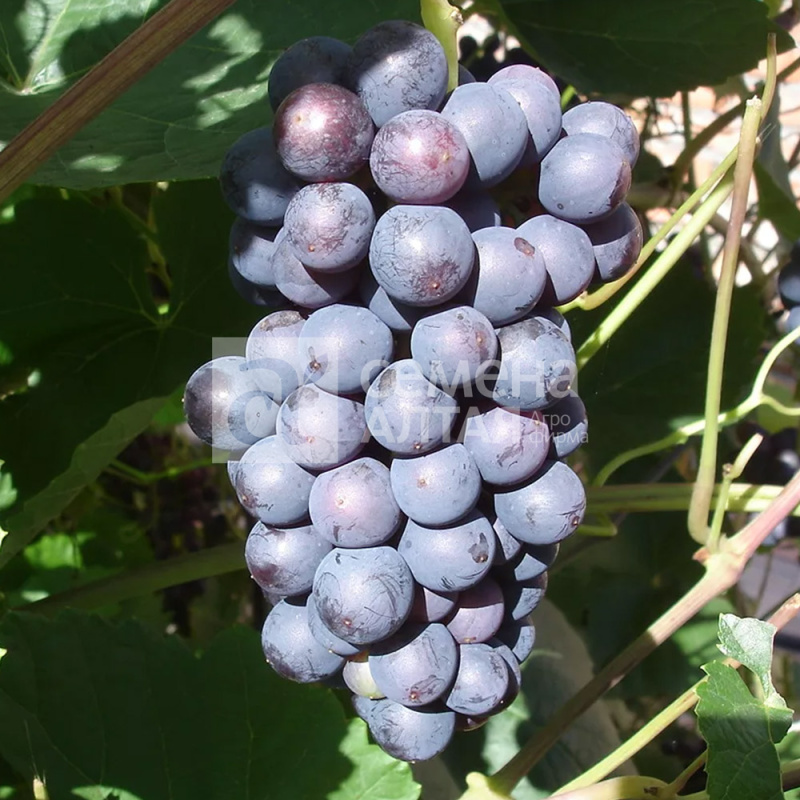 Память Домбковской/Сем Алт/1шт. в коробке