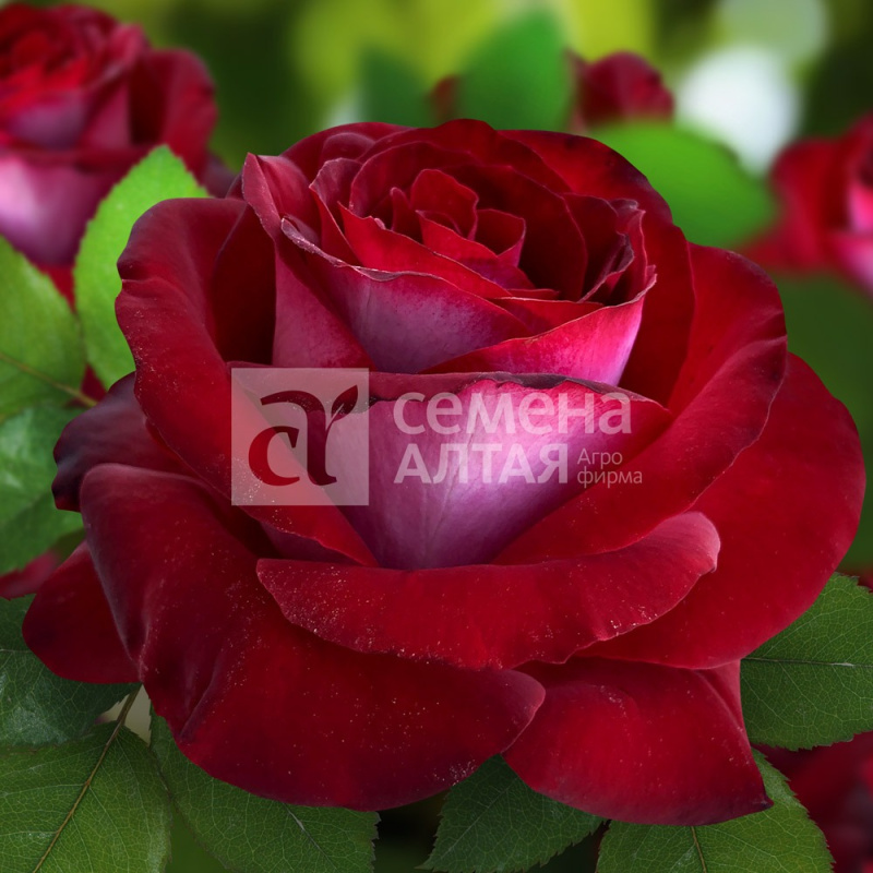 Госпел/Сем Алт/1шт. в коробке