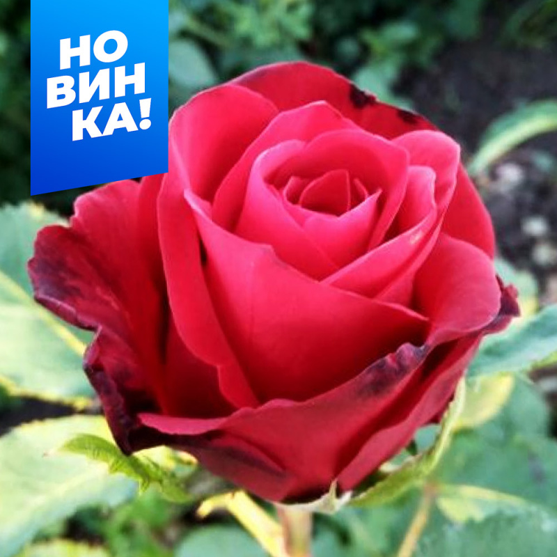 Селена/Сем Алт/1шт. в коробке