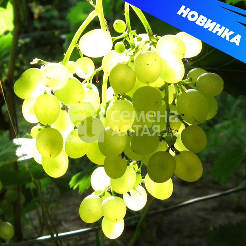 Кишмиш Мираж/Сем Алт/1шт. в коробке