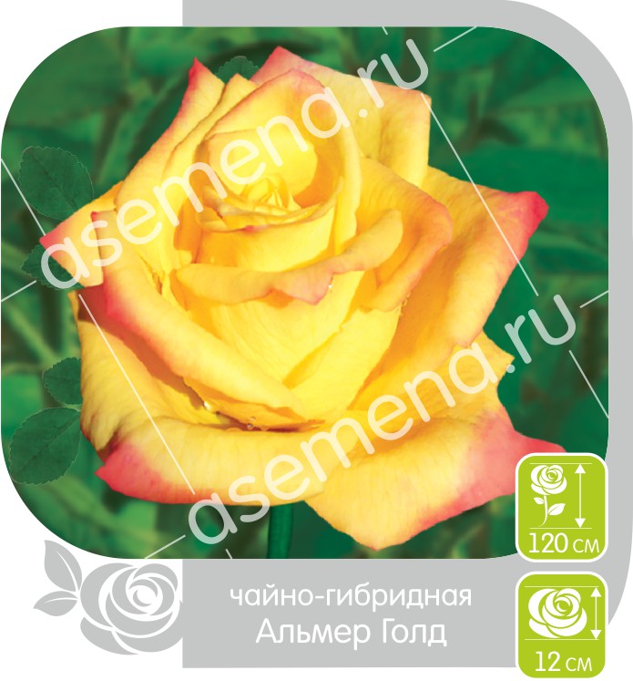 Альмер Голд/Сем Алт/1шт. в коробке