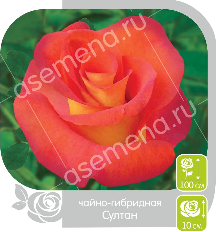 Султан/Сем Алт/1 шт. в коробке