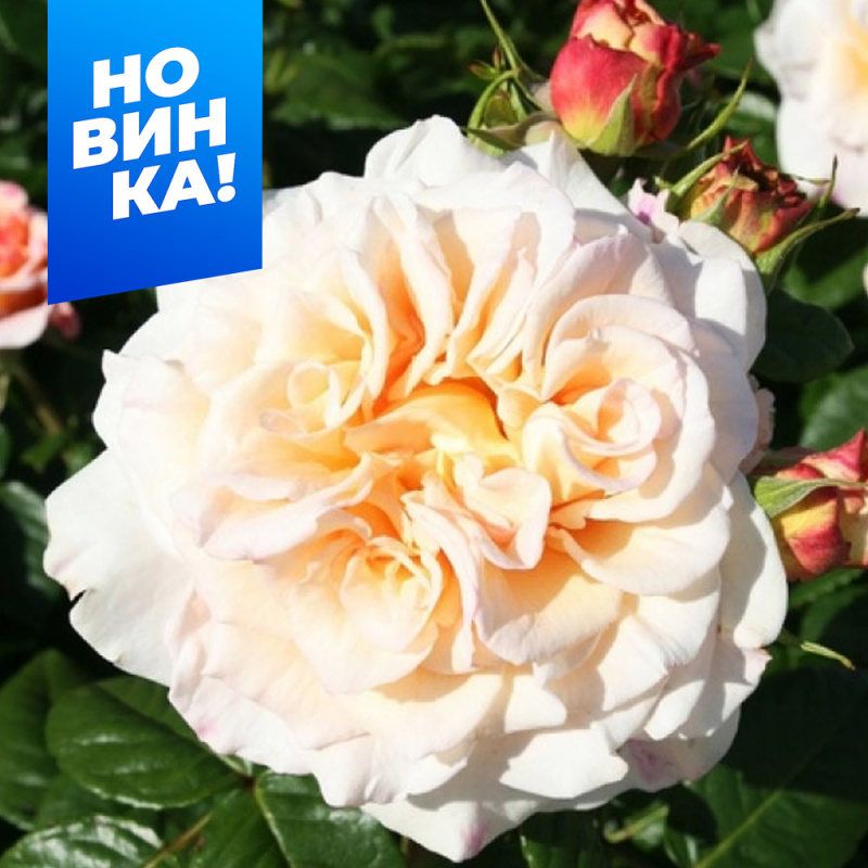 Комтесса/Сем Алт/1шт. в коробке