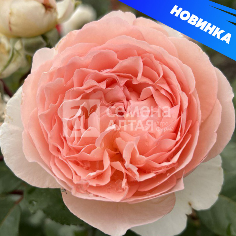 Амаретто/Сем Алт/1шт. в коробке