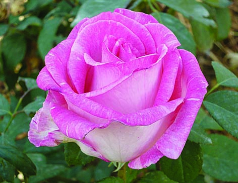 Россини/Сем Алт/1 шт. в коробке