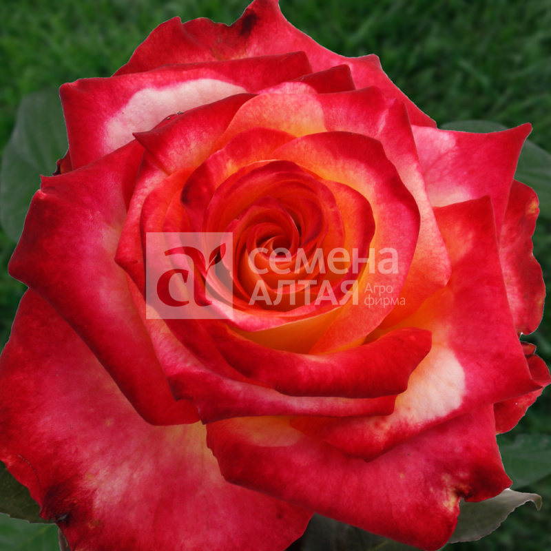 Френдшип/Сем Алт/1шт. в коробке