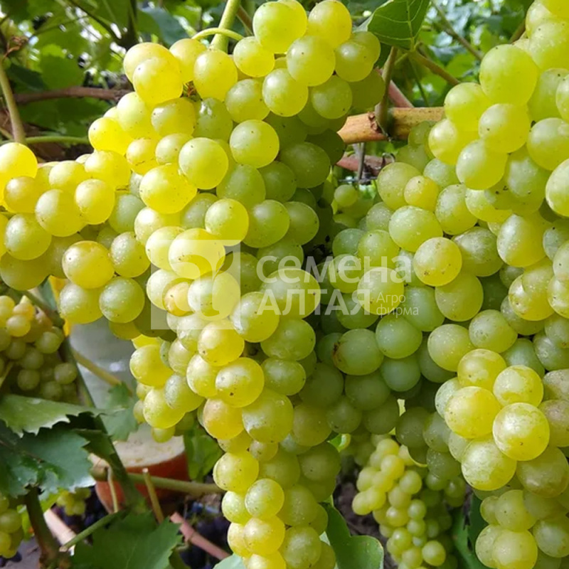 Кишмиш №342/Сем Алт/1шт. в коробке