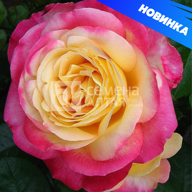 Восточный экспресс/Сем Алт/1шт. в коробке