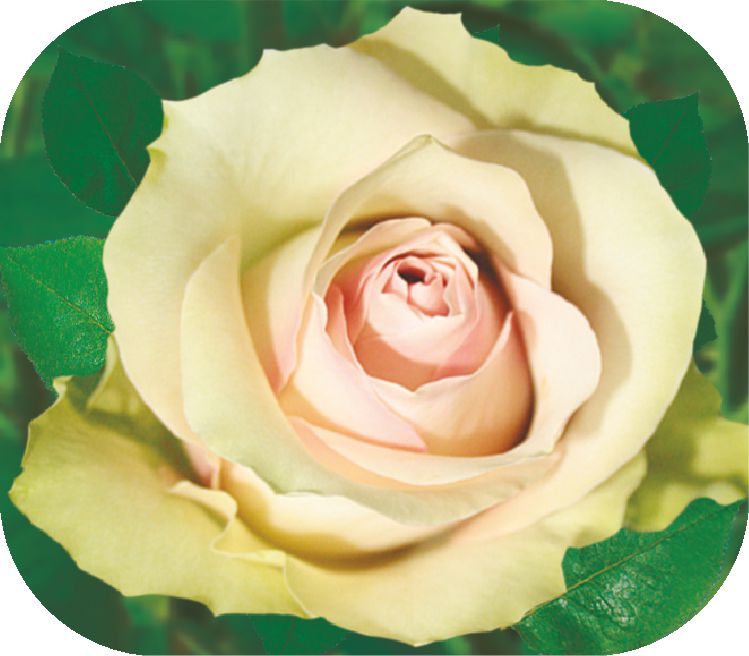 Ванилла/Сем Алт/1шт. в коробке