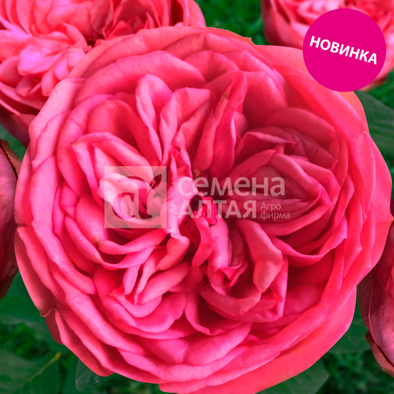 Анданте/Сем Алт/1шт. в коробке