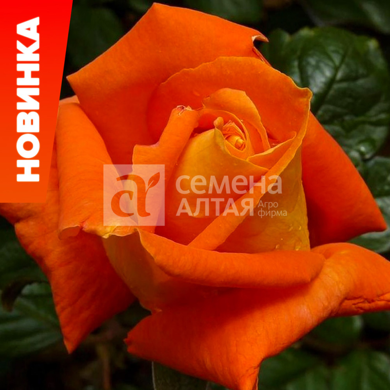 Луи де Фюнес/Сем Алт/1шт. в коробке