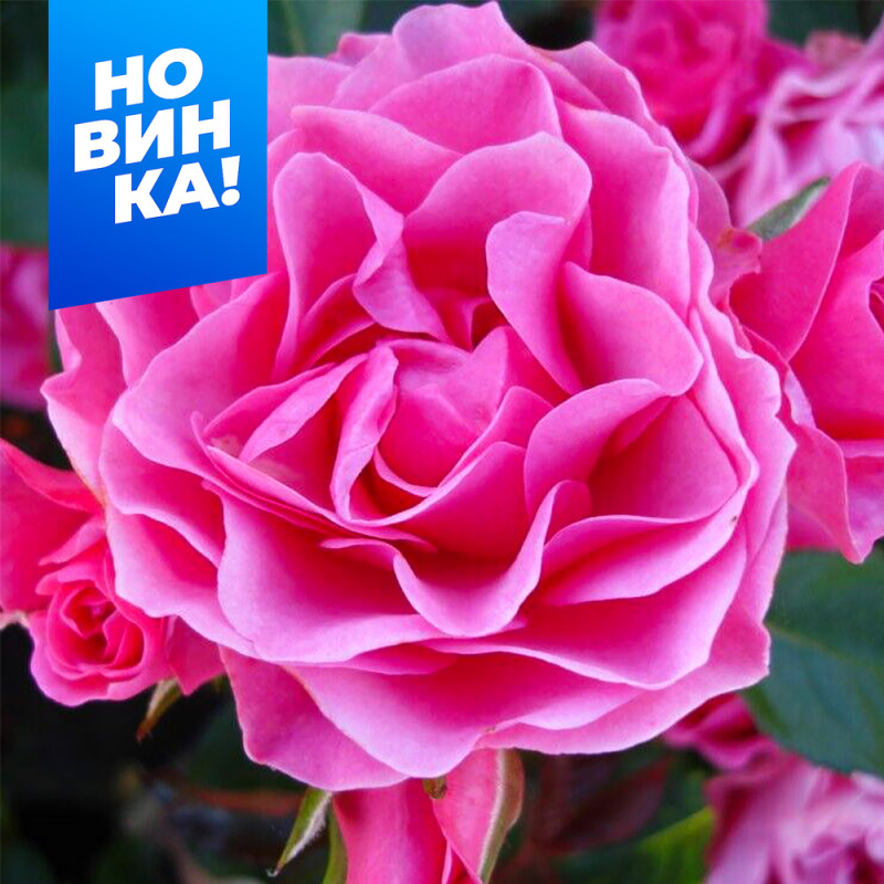 Ай эм Грейтфул/Сем Алт/1шт. в коробке