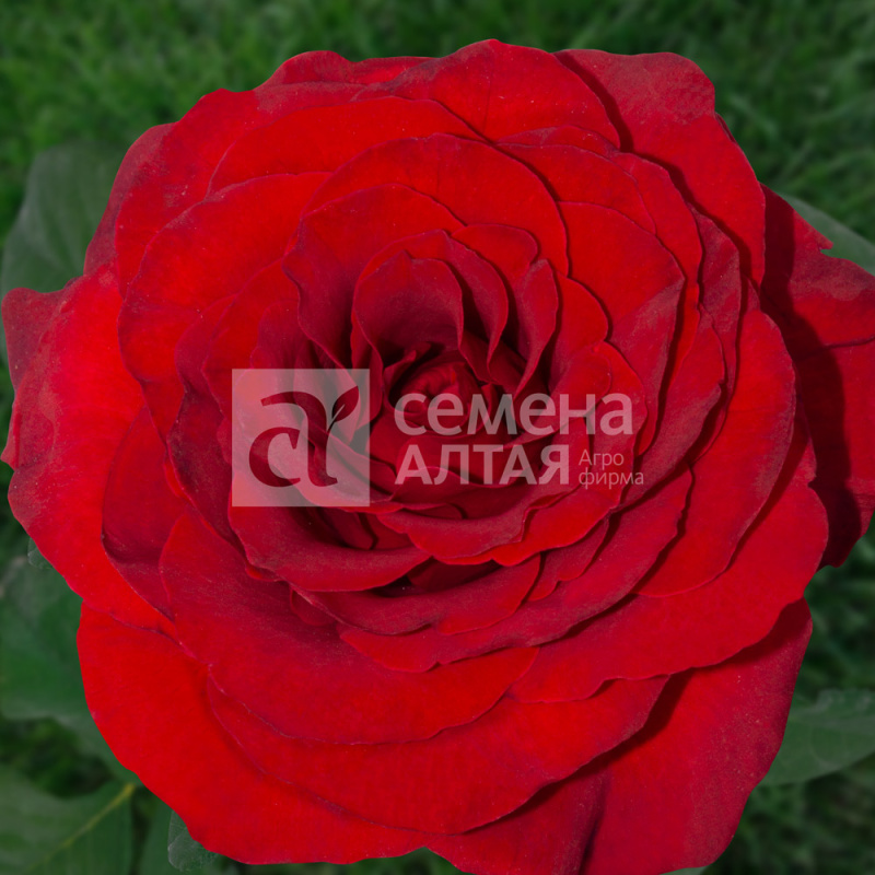 Фридом/Сем Алт/1шт. в коробке