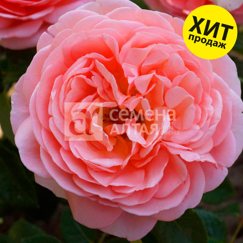 Абрахам Дерби/Сем Алт/1шт. в коробке