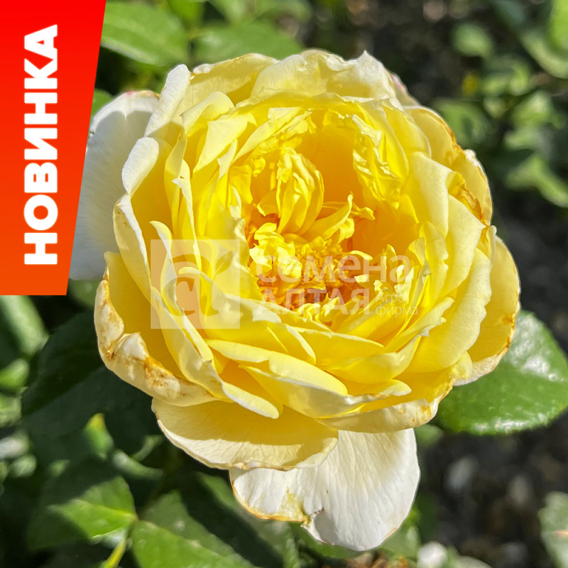 Еллоу даймонд/Сем Алт/1шт. в коробке