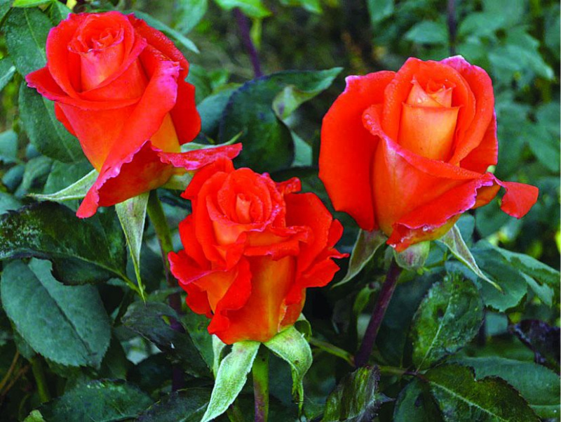 Парео/Сем Алт/1 шт. в коробке