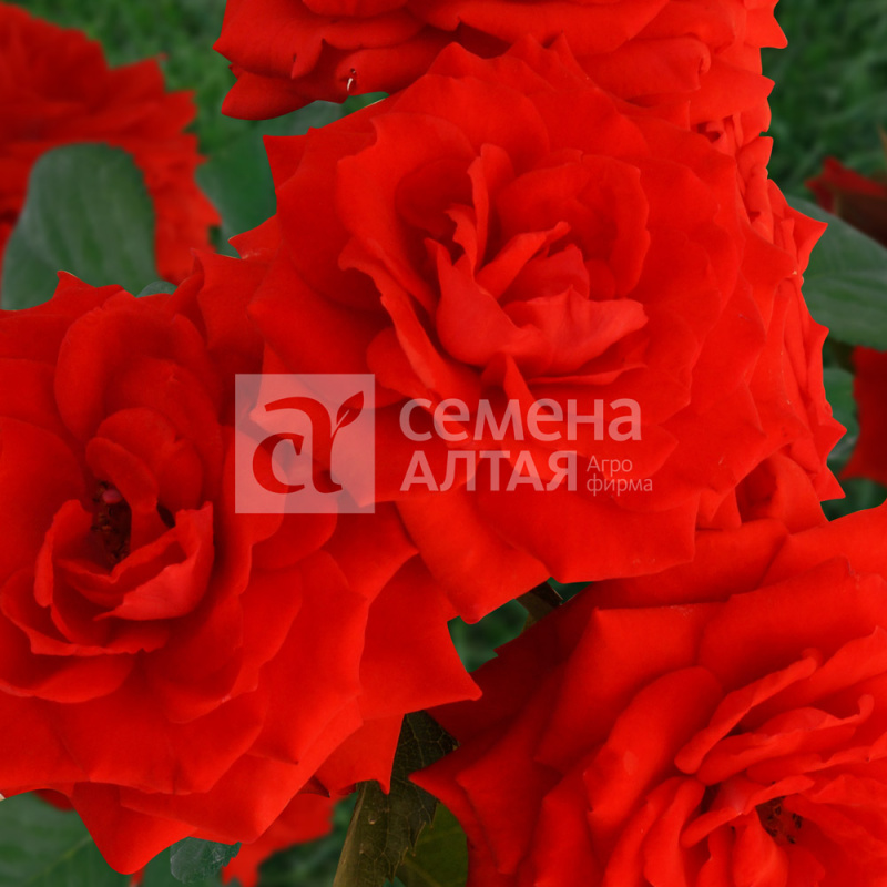 Миджет/Сем Алт/1шт. в коробке