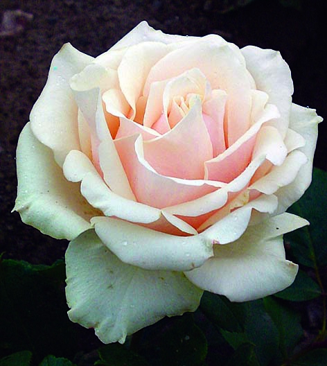 Талл/Сем Алт/1шт. в коробке