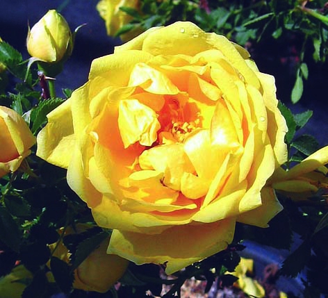 Персиан Йеллоу/Сем Алт/1 шт. в коробке