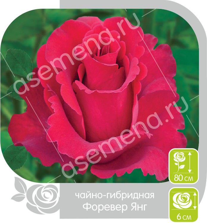 Форевер Янг/Сем Алт/1шт. в коробке