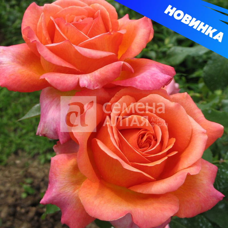 Рене Госсини 2-ой сорт/Сем Алт/1шт. в коробке