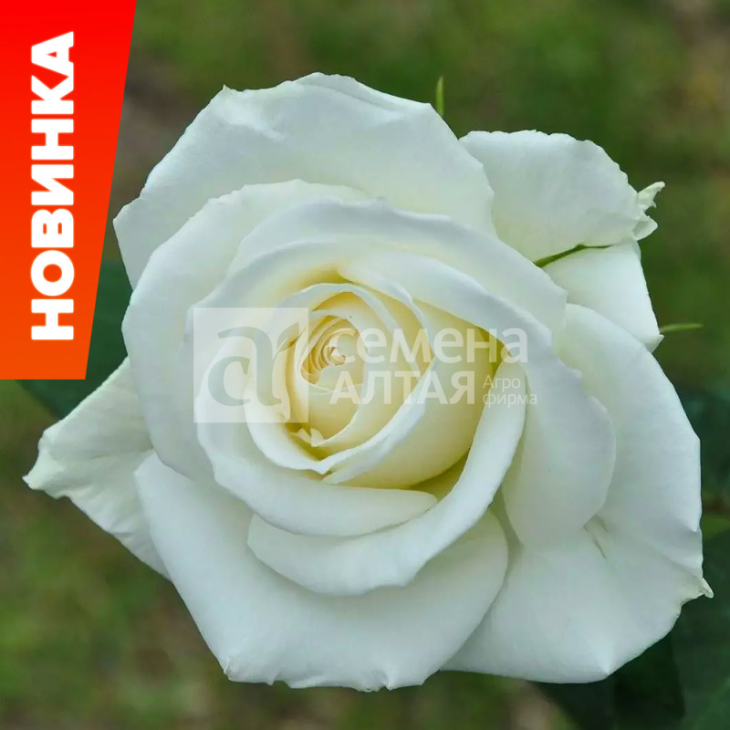 Бьянка/Сем Алт/1шт. в коробке