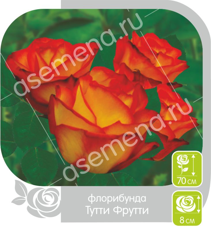 Тутти Фрутти/Сем Алт/1шт. в коробке