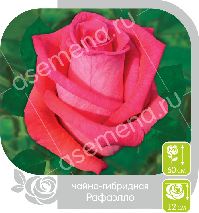 Рафаэлло/Сем Алт/1шт. в коробке