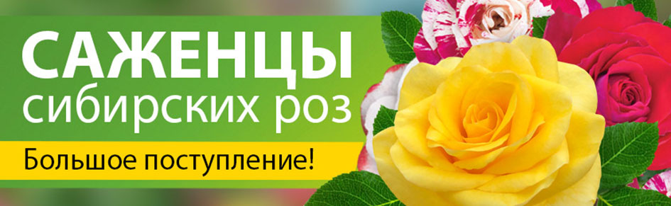 Сибирские розы