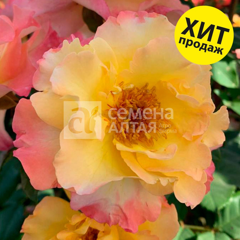 Аппалачи/Сем Алт/1шт. в коробке