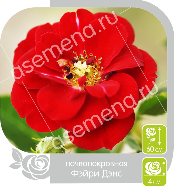 Фэйри Денс/Сем Алт/1 шт. в коробке