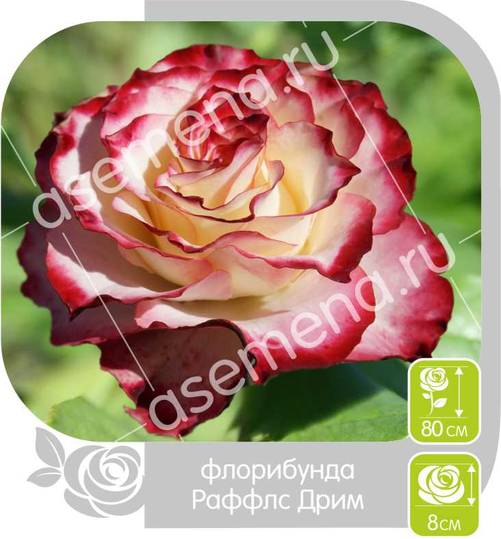 Раффлс Дрим/Сем Алт/1 шт. в коробке