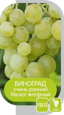 Мускат янтарный/Сем Алт/1шт. в коробке