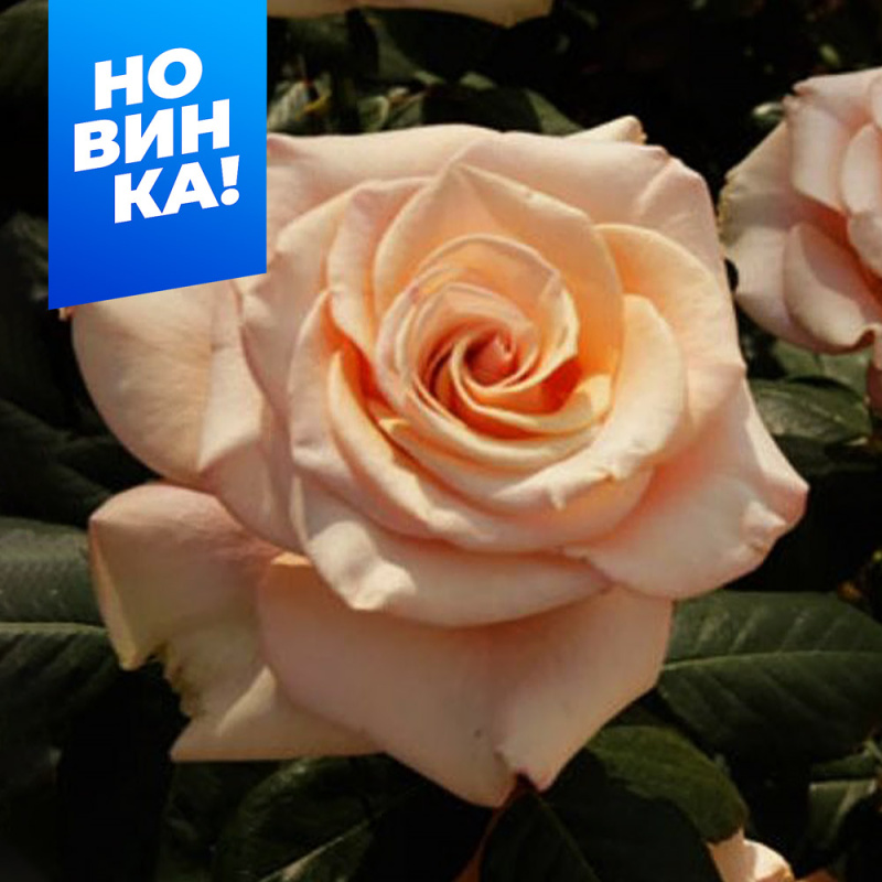 Мерлин Монро/Сем Алт/1шт. в коробке